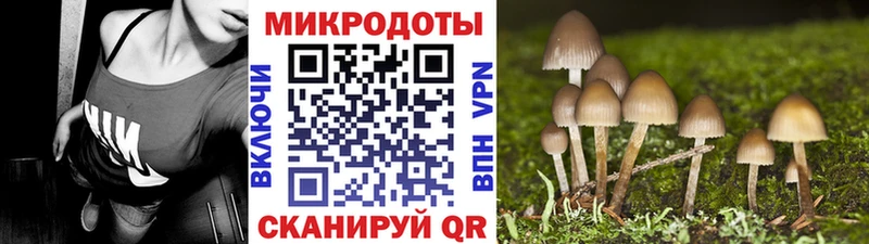 где купить наркотик  Бирюсинск  Галлюциногенные грибы Psilocybe 